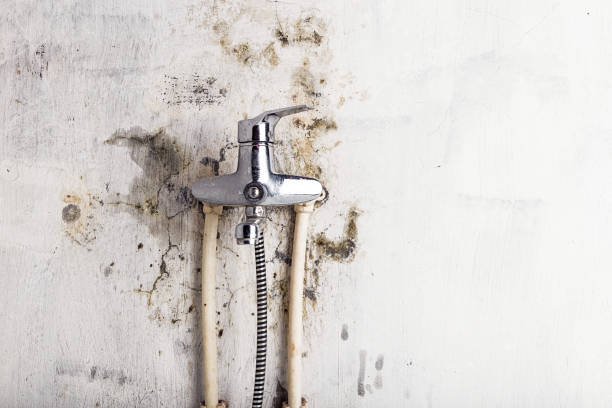 Best Commercial Mold Removal  in Lordstown, OH