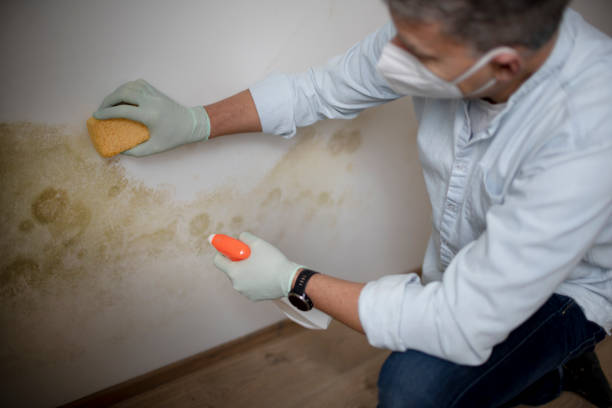 Best Mold Remediation  in Lordstown, OH