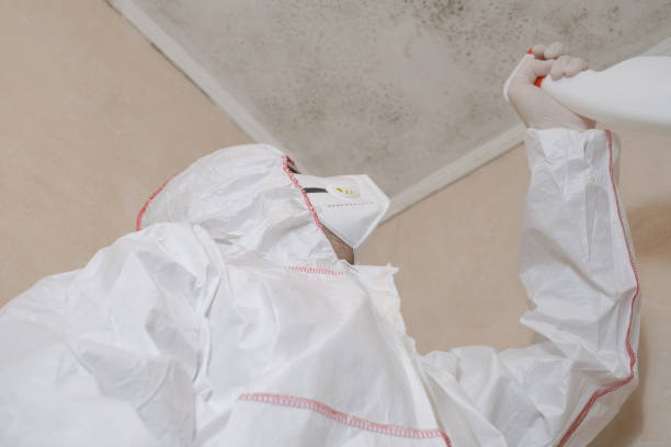 Best Mold Removal Company Near Me  in Lordstown, OH