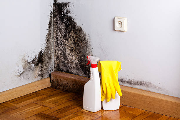 Mold Removal and Inspection in Lordstown, OH