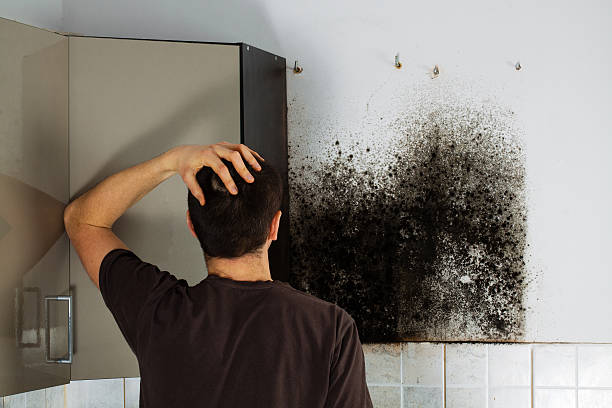 Best Local Mold Removal Service  in Lordstown, OH