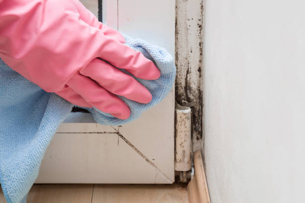 Best Office Mold Removal Services  in Lordstown, OH